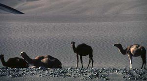 Vorderasien, Iran-Expeditionen - Kamele